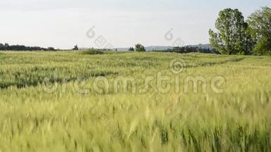 春天的一天，<strong>田野上</strong>有一大堆小麦. 农村青稞田的近景.. <strong>在</strong>风中摇曳的黑麦穗